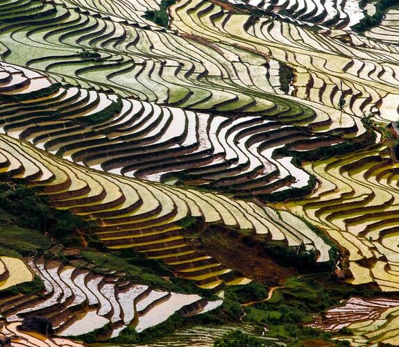 Ariel view of flooded rice fields