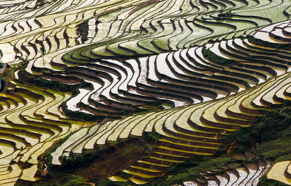 Ariel view of flooded rice fields