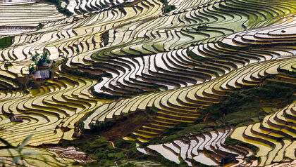 Ariel view of flooded rice fields