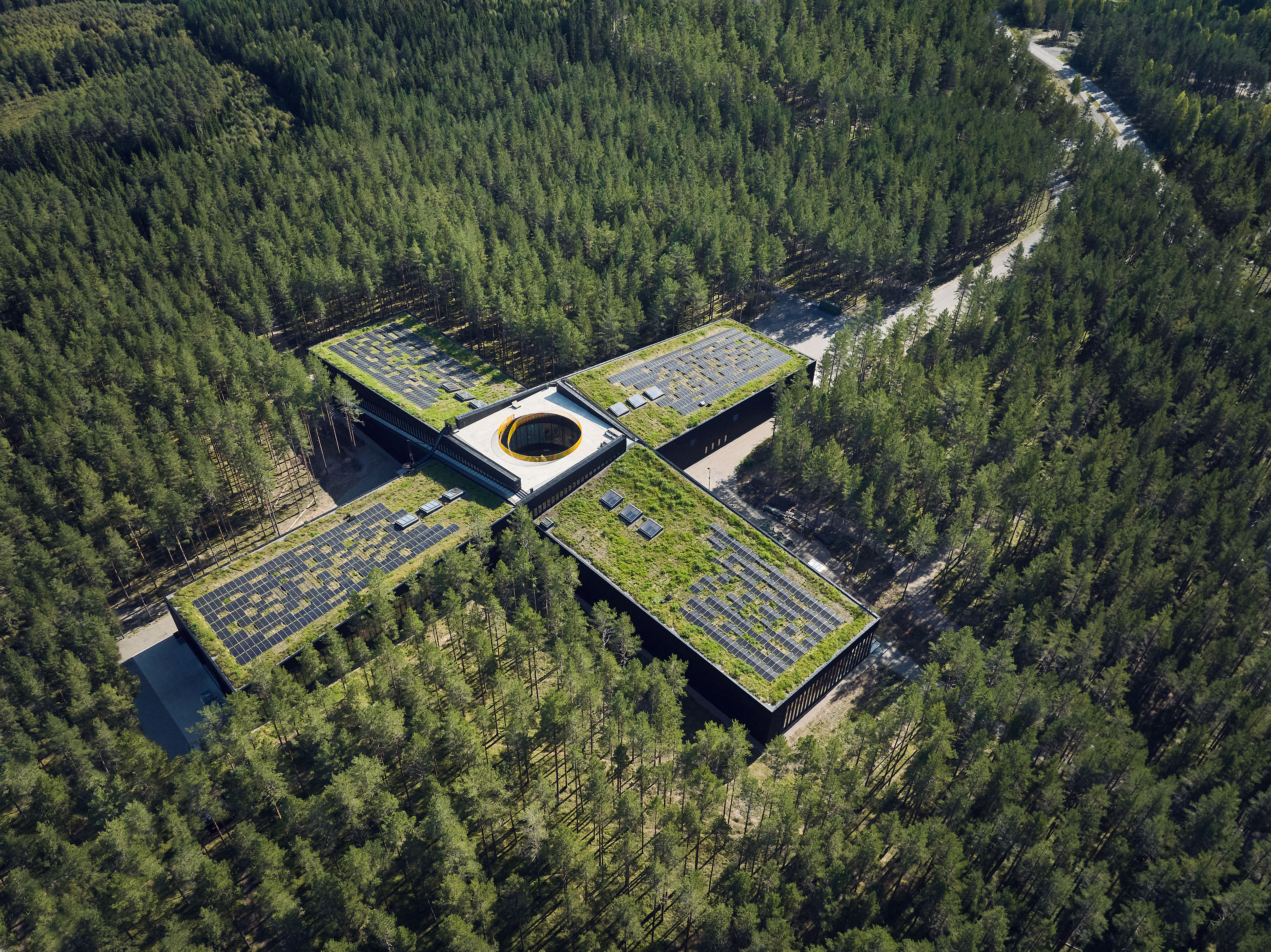 Close up of tall grass.