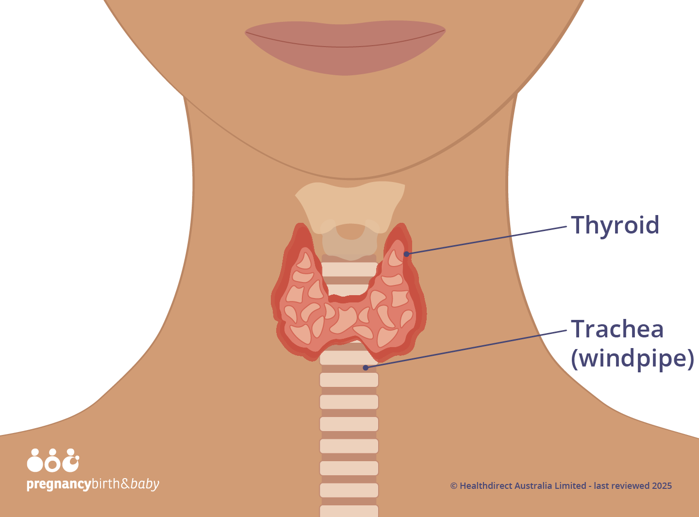 Illustration showing the location of the thyroid gland in the neck.