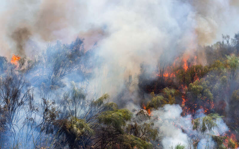 image of burning trees and bushes and smoke