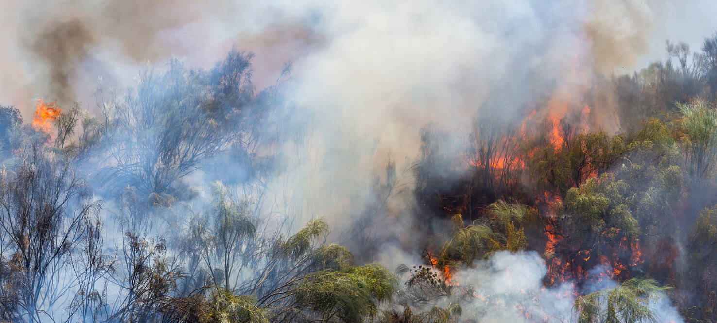 image of burning trees and bushes and smoke