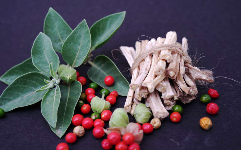 image of Withania somnifera, known commonly as ashwagandha