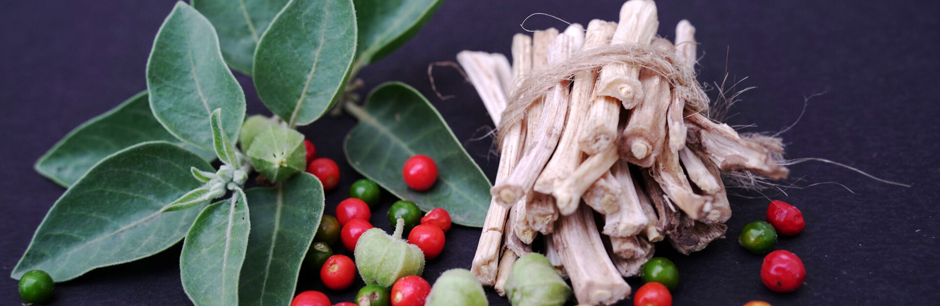 image of Withania somnifera, known commonly as ashwagandha