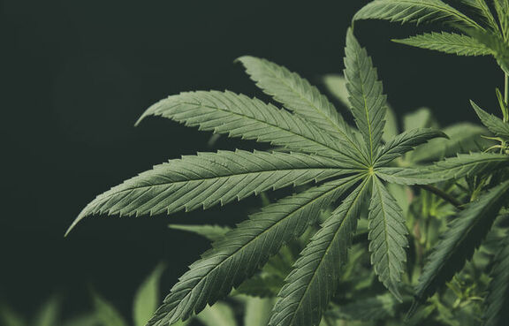 Leaves of a cannabis plant against a black background