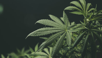 Leaves of a cannabis plant against a black background