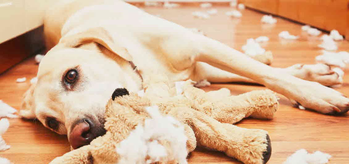 dog-behaviour.jpg