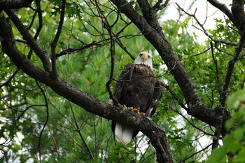 eagle on branch