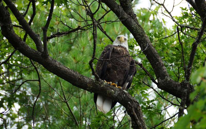 eagle on branch