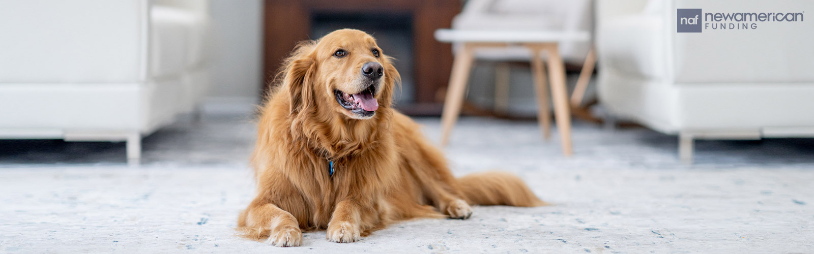 dog in a living room