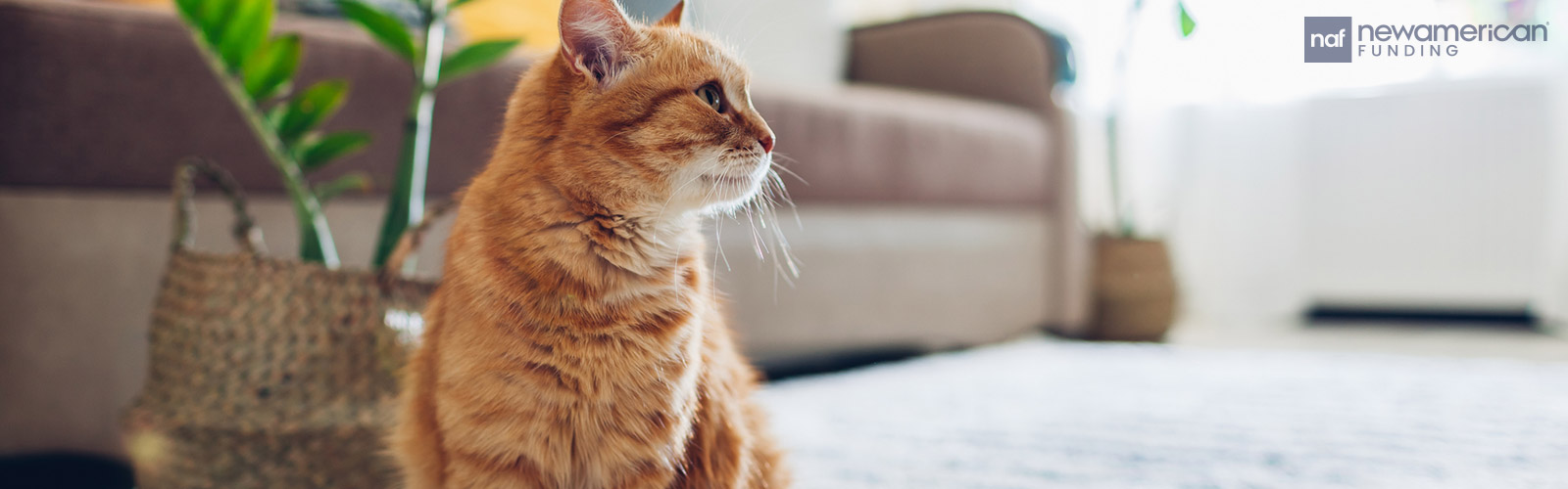 cat in the living room