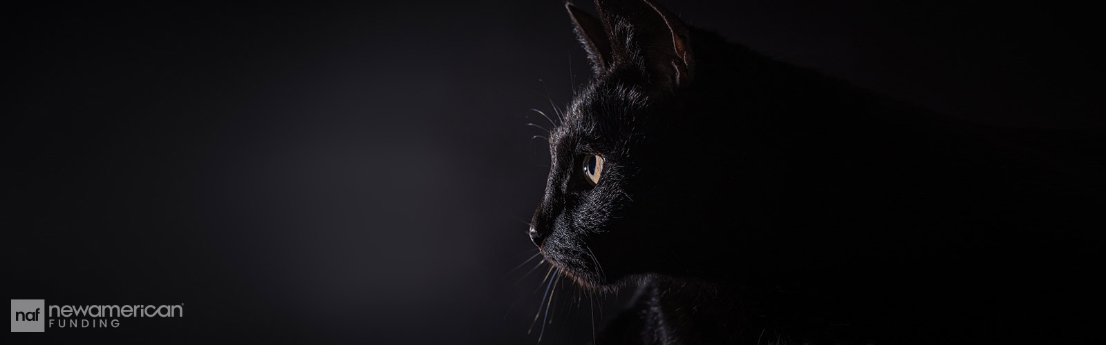 black cat