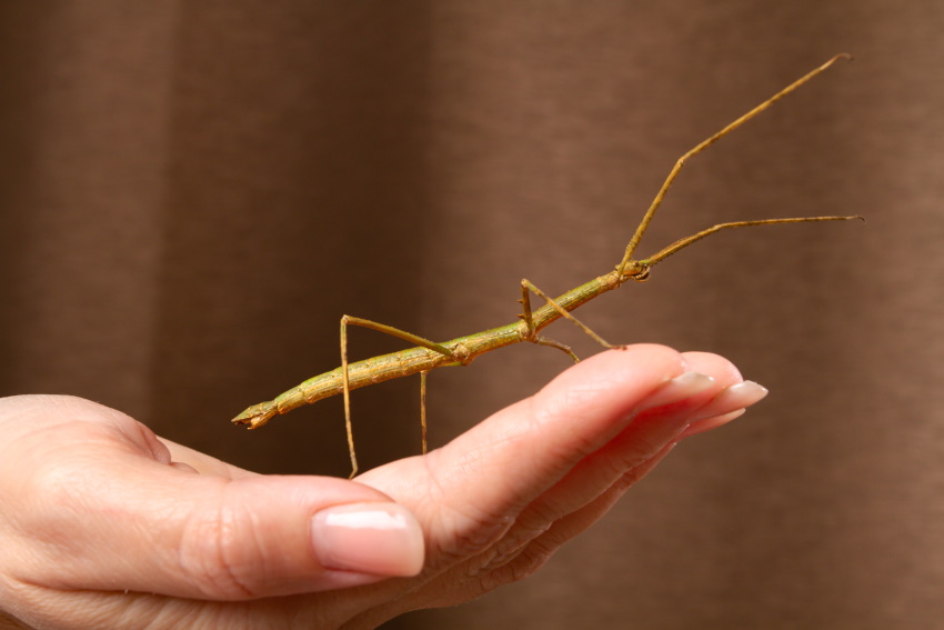 Paličnjaki so nekoliko nenavadni hišni ljubljenčki, vseeno pa otroka lahko marsičesa naučijo.