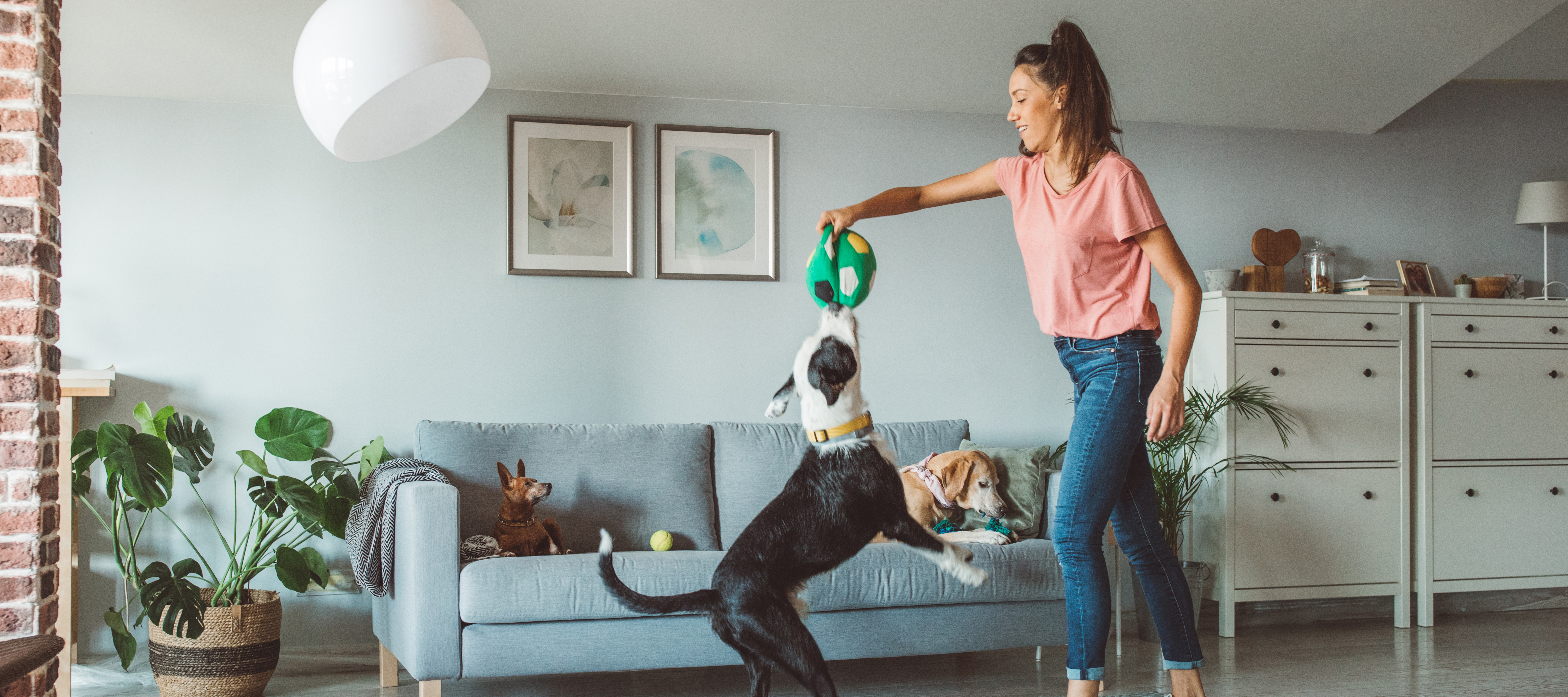An Asian woman plays with a big dog in her living room