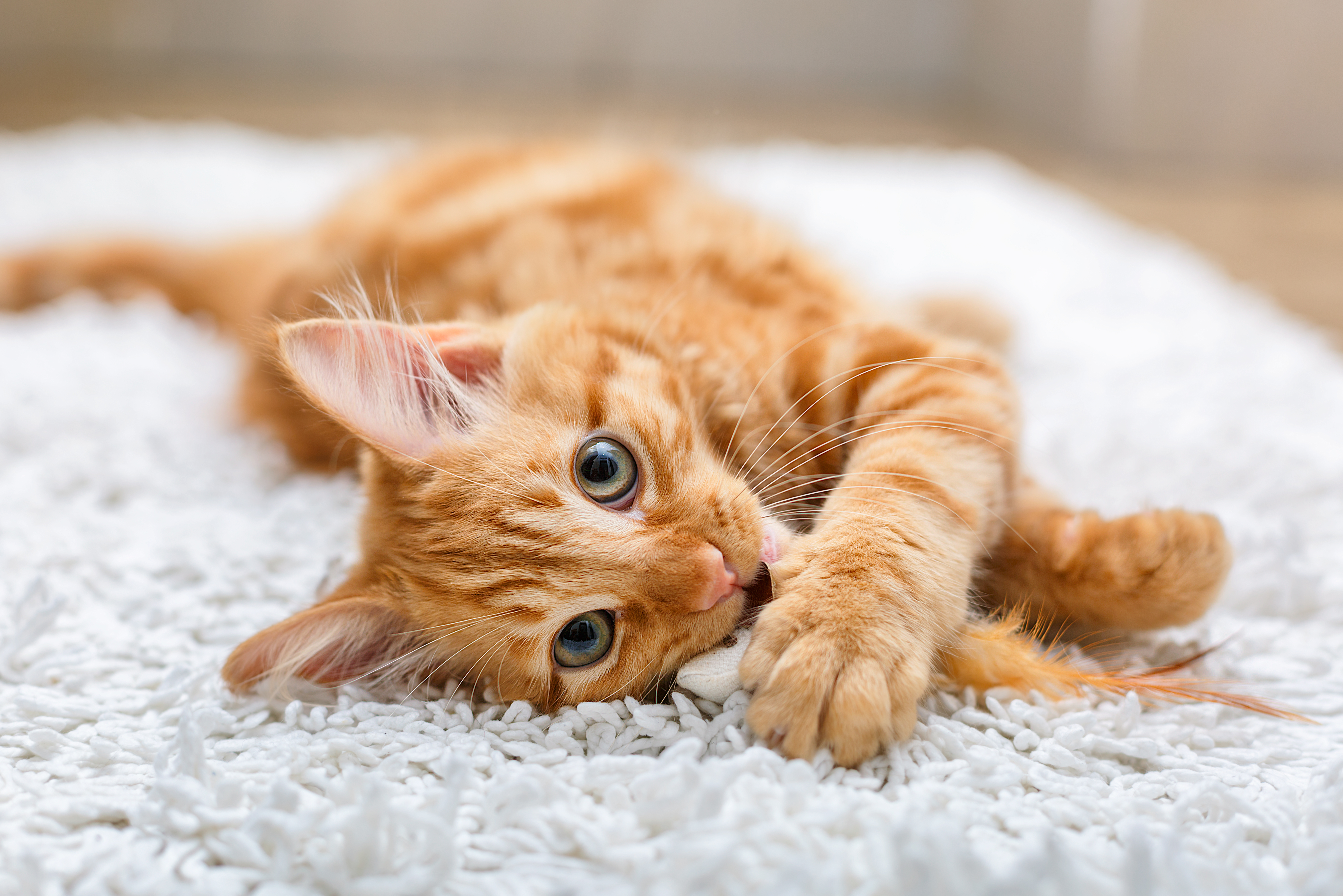 iStock-590055188.jpg