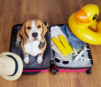 Kuža, ki sedi na vrhu odprtega spakiranega kovčka, simbolizira počitnice s psom.