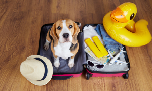 Kuža, ki sedi na vrhu odprtega spakiranega kovčka, simbolizira počitnice s psom.