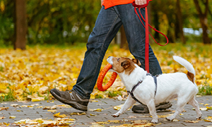 Na sprehodu s psom je msiselno uporabiti tudi kakšno igračo, ki spodbuja aktivnosti - da se ne naveličata ne pes, ne lastnik.