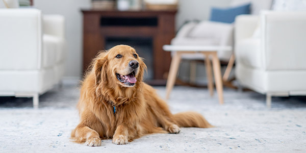 dog in a living room