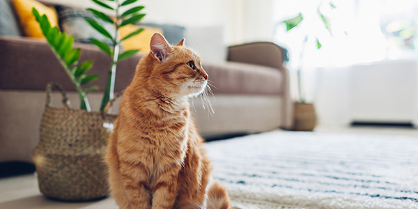 cat in the living room