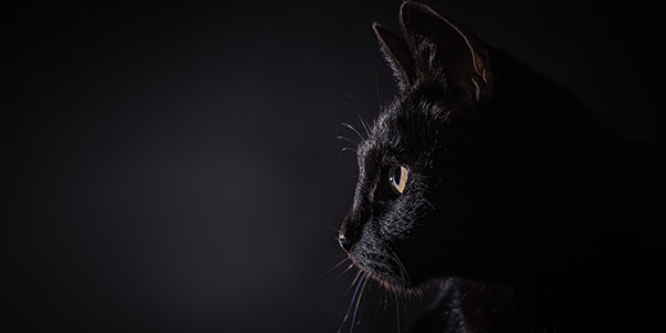 black cat