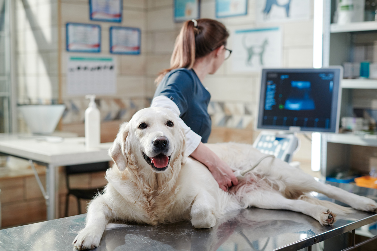 vet performing ultrasound on dog iStock-1365087872.jpg