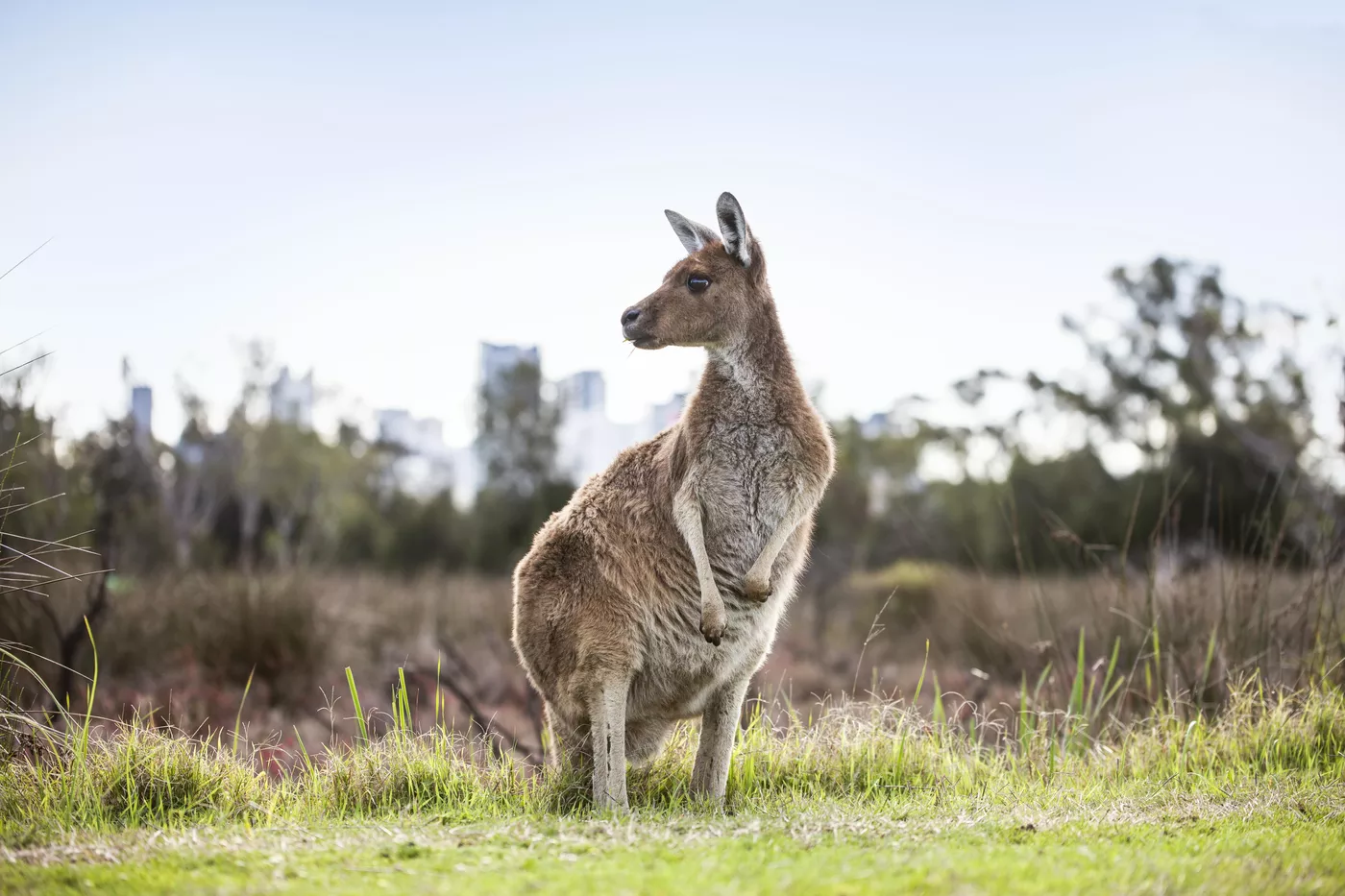 A kangaroo at Heirisson Island